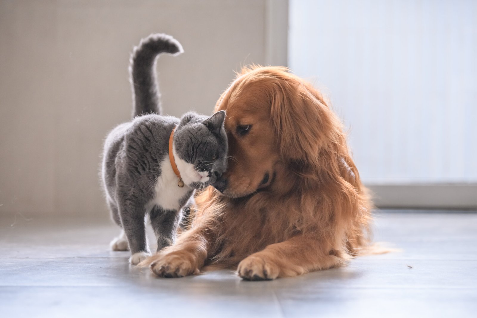 Happy dog and cat