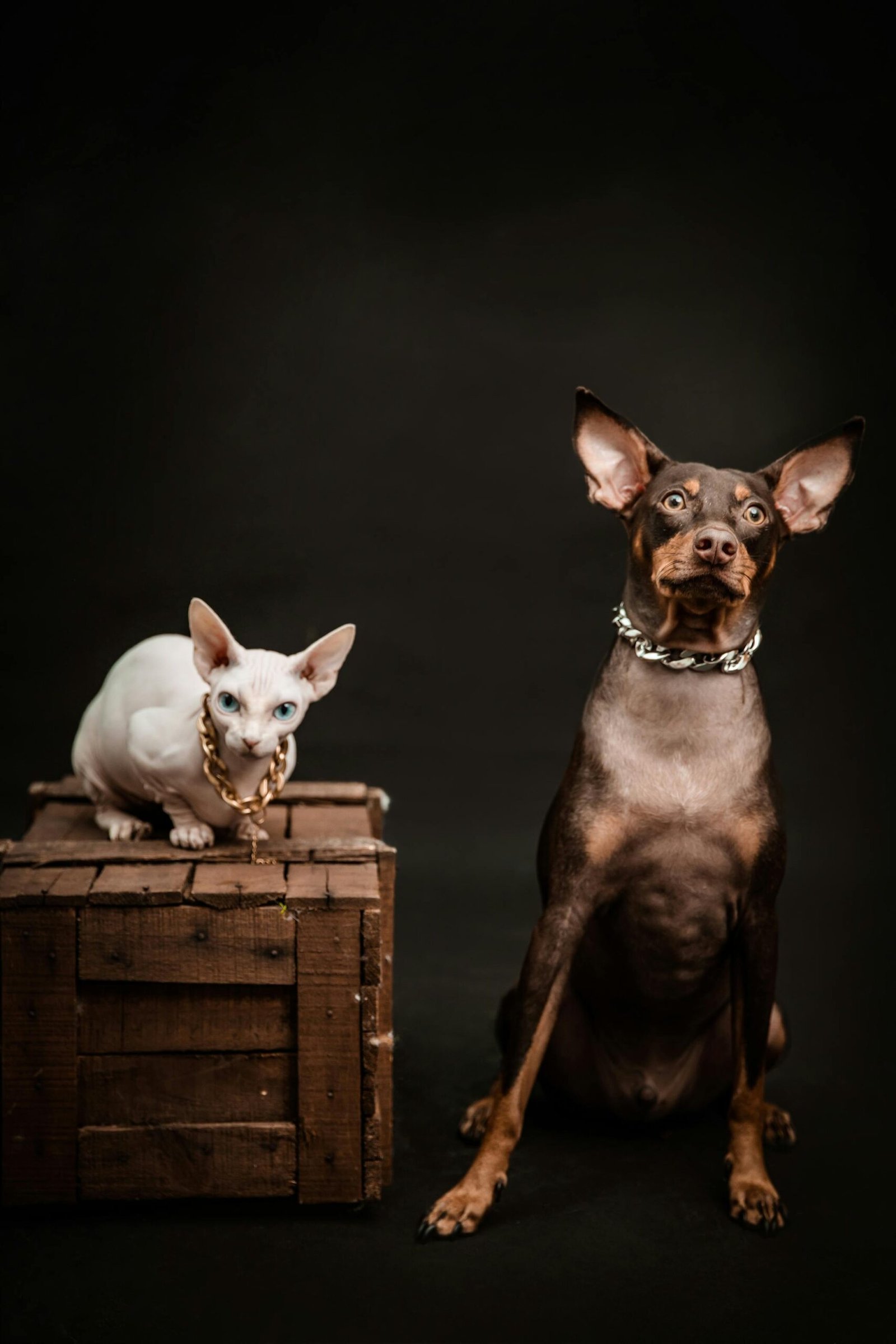 A dog and cat - the Zanviacy family