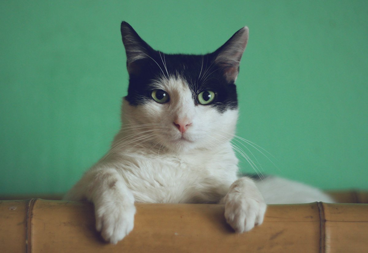 Cat products