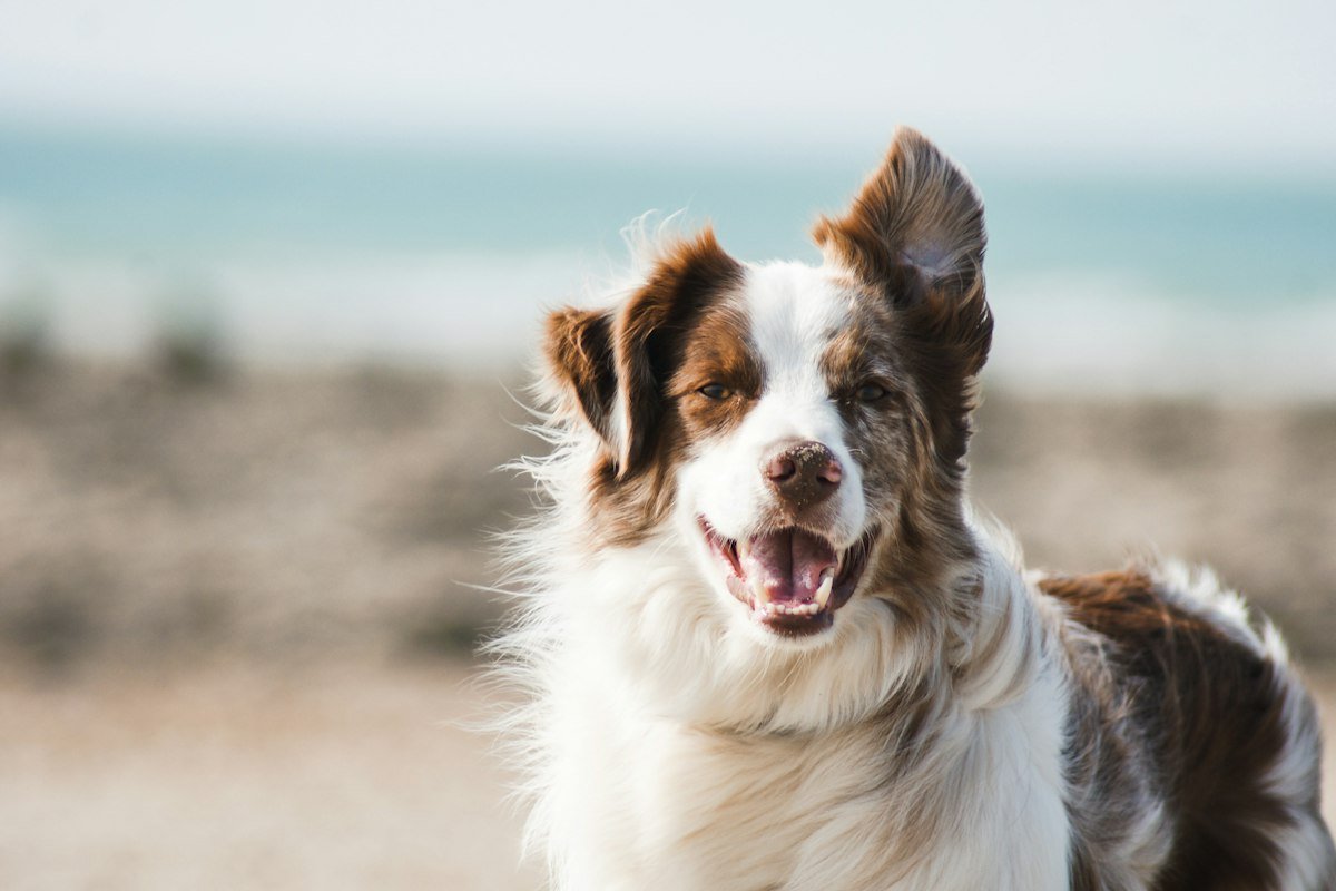 Dog products
